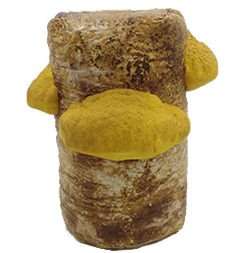野生天然桑树桑黄干品！煮茶喝更健康，含有丰富的微量元素，