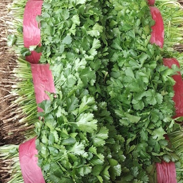 大量上市精品香菜欢迎客商前来大叶香菜品质保证