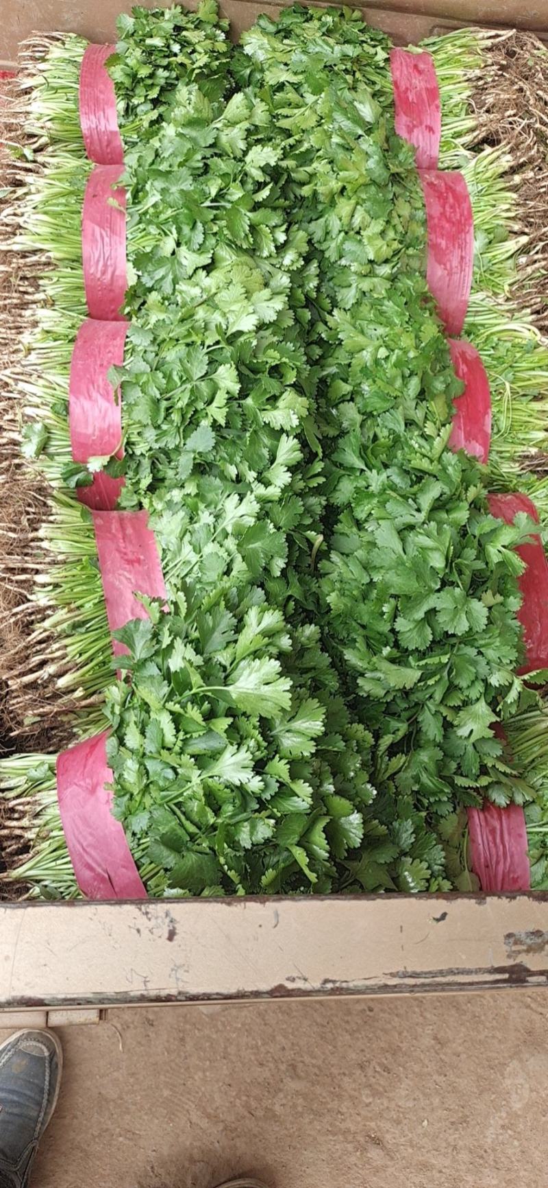 大量上市精品香菜欢迎客商前来大叶香菜品质保证