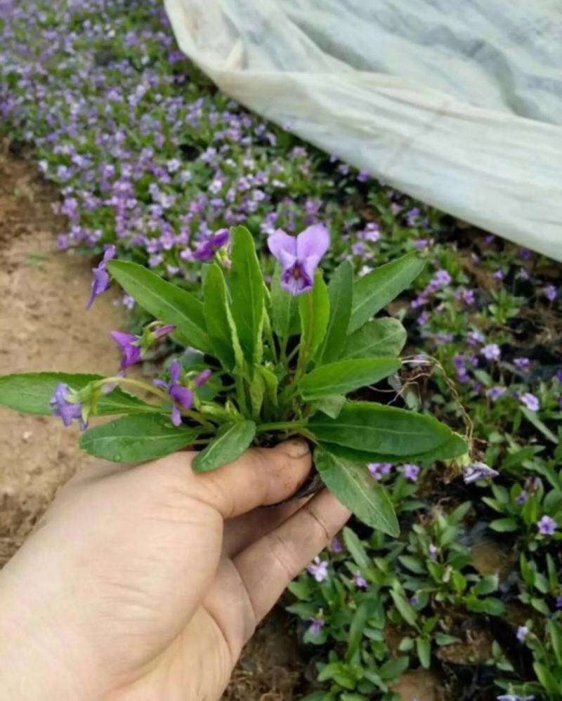 紫花地丁苗圃直发不同高度价格低质量好欢迎询价