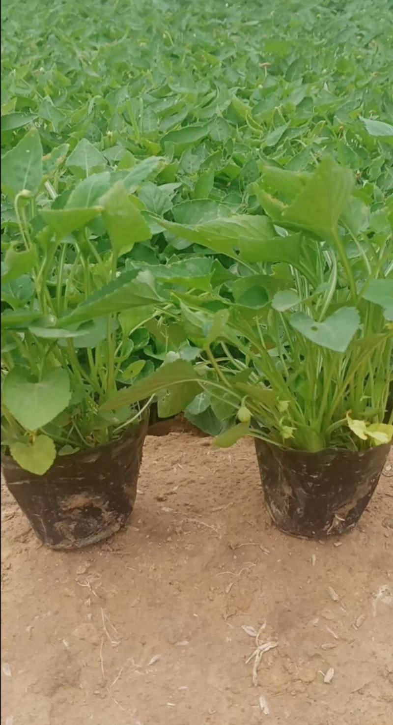 紫花地丁苗圃直发不同高度价格低质量好欢迎询价