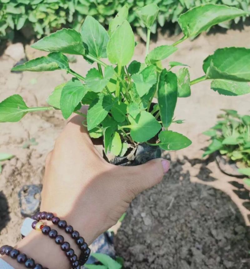 紫花地丁苗圃直发不同高度价格低质量好欢迎询价