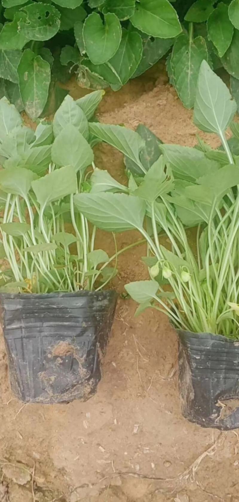 紫花地丁苗圃直发不同高度价格低质量好欢迎询价