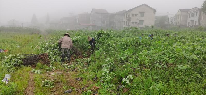 构树，组培杂交构树，