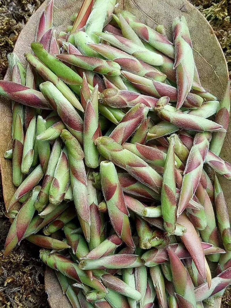 云南普洱茶