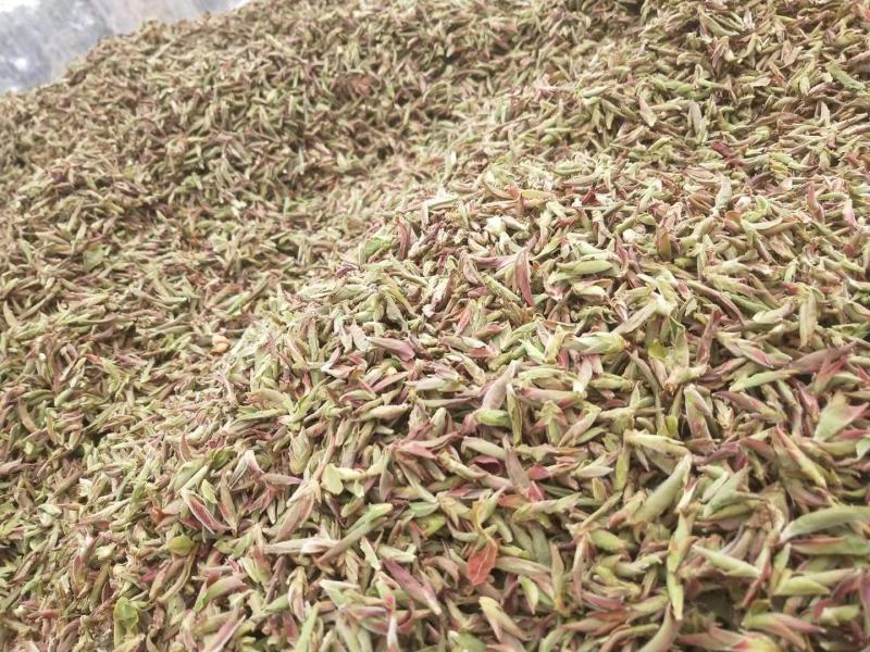 云南普洱茶