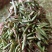 云南普洱茶