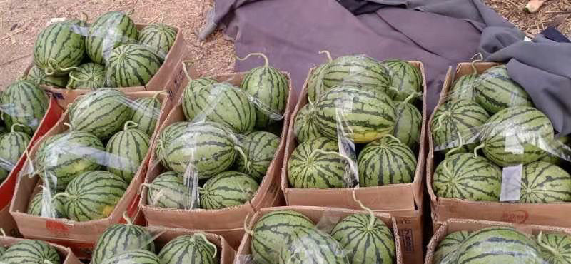 精品早春红玉小糖丸2k西瓜电商市场代发全国