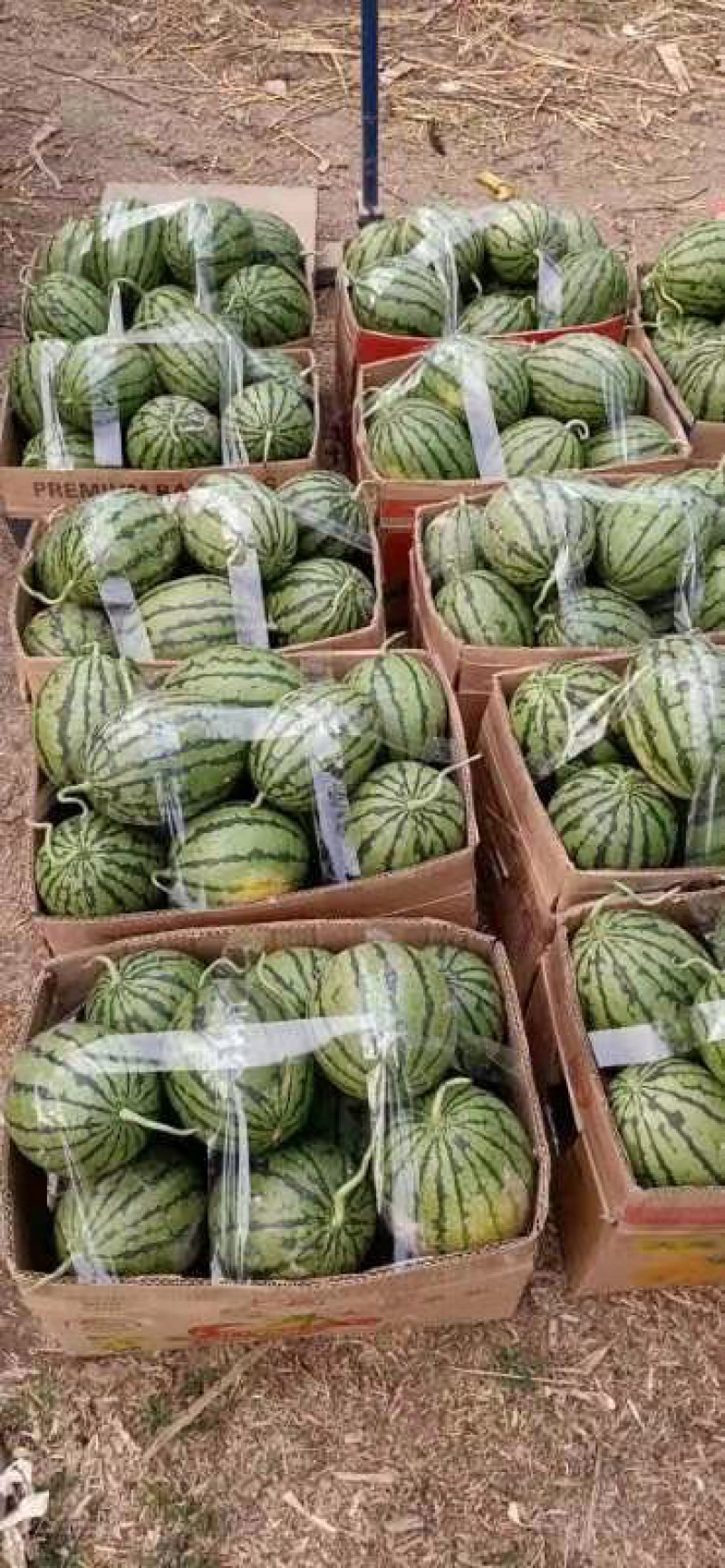 精品早春红玉小糖丸2k西瓜电商市场代发全国