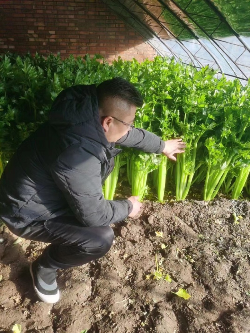 皇后西芹不空心耐运输株高70㎝速生叶柄浅黄纤维少