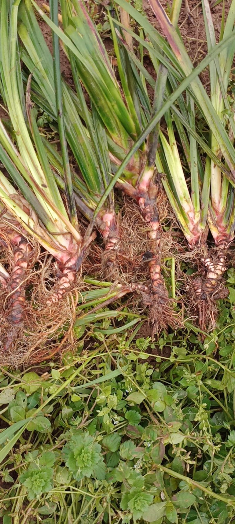 野生大叶红根石菖蒲苗，有特级大苗，中苗和小苗