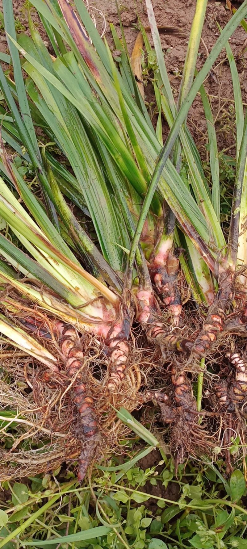 野生大叶红根石菖蒲苗，有特级大苗，中苗和小苗