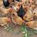 土鸡山林放养长期有货鸡群健康味道甜