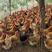 土鸡山林放养长期有货鸡群健康味道甜