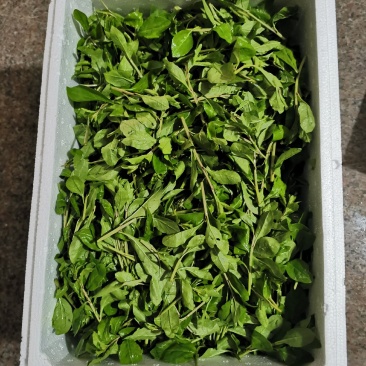 枸杞芽