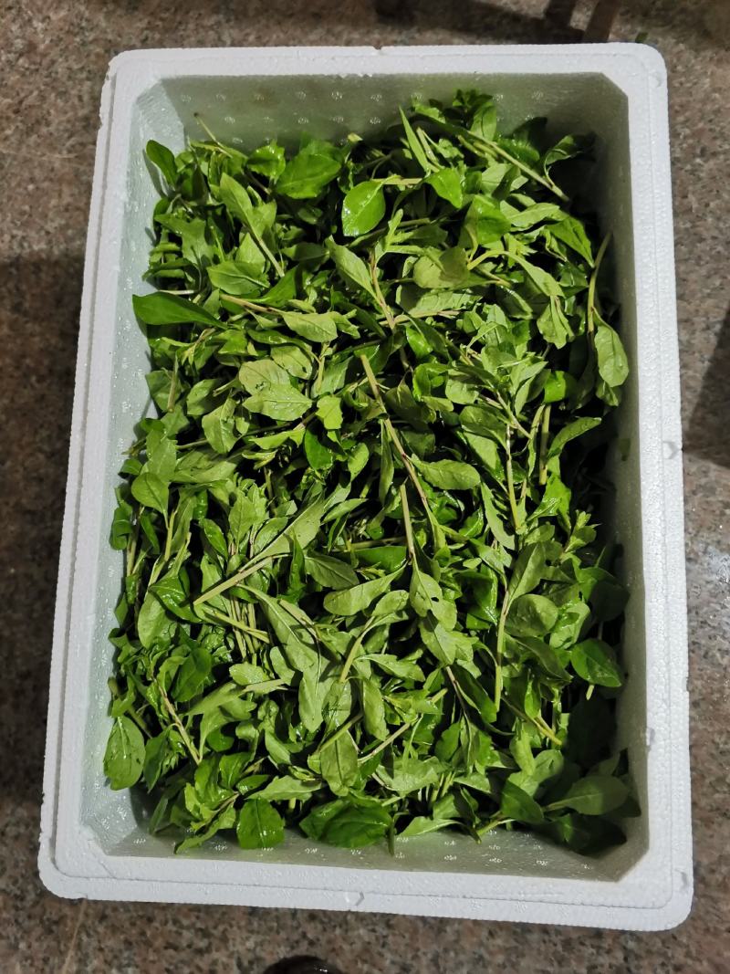 枸杞芽