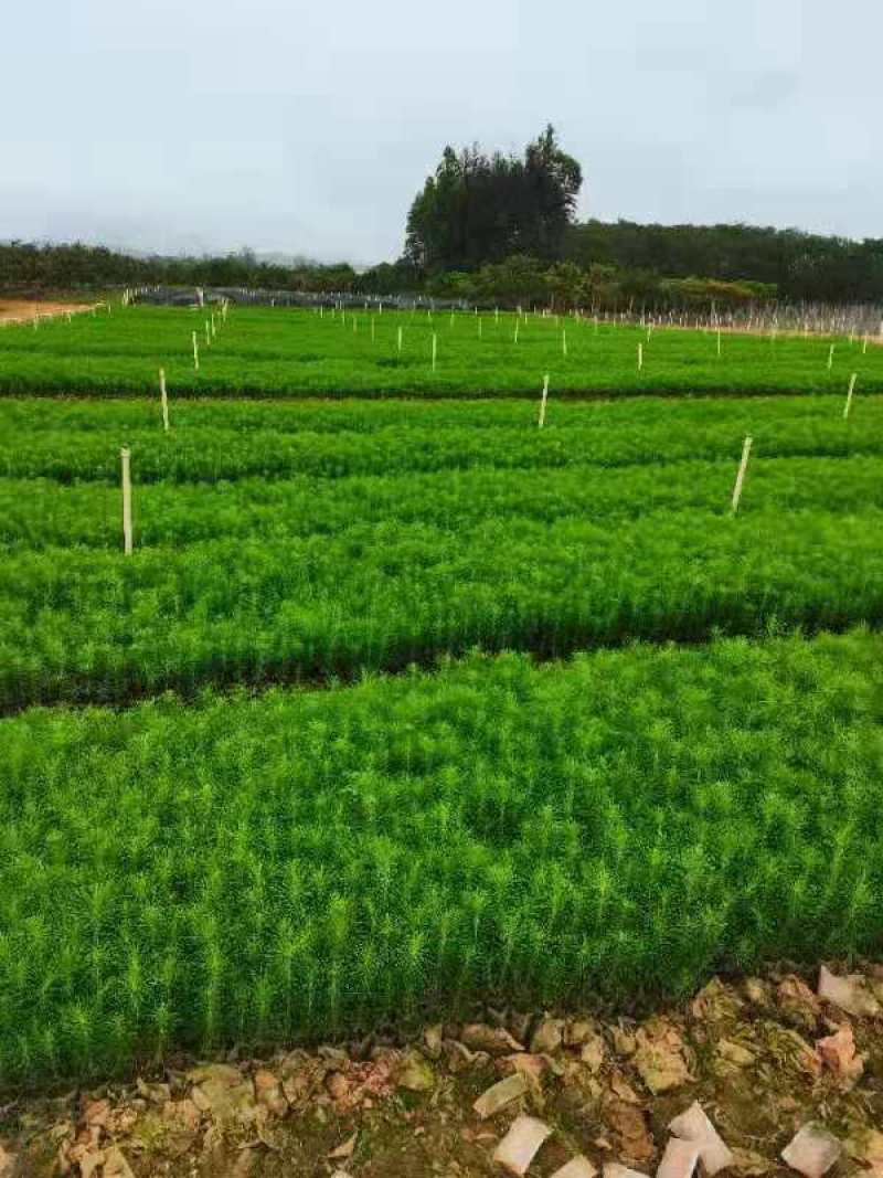 供应马尾松苗，薄膜杯，无纺布杯苗都有，欢迎客户联系下单