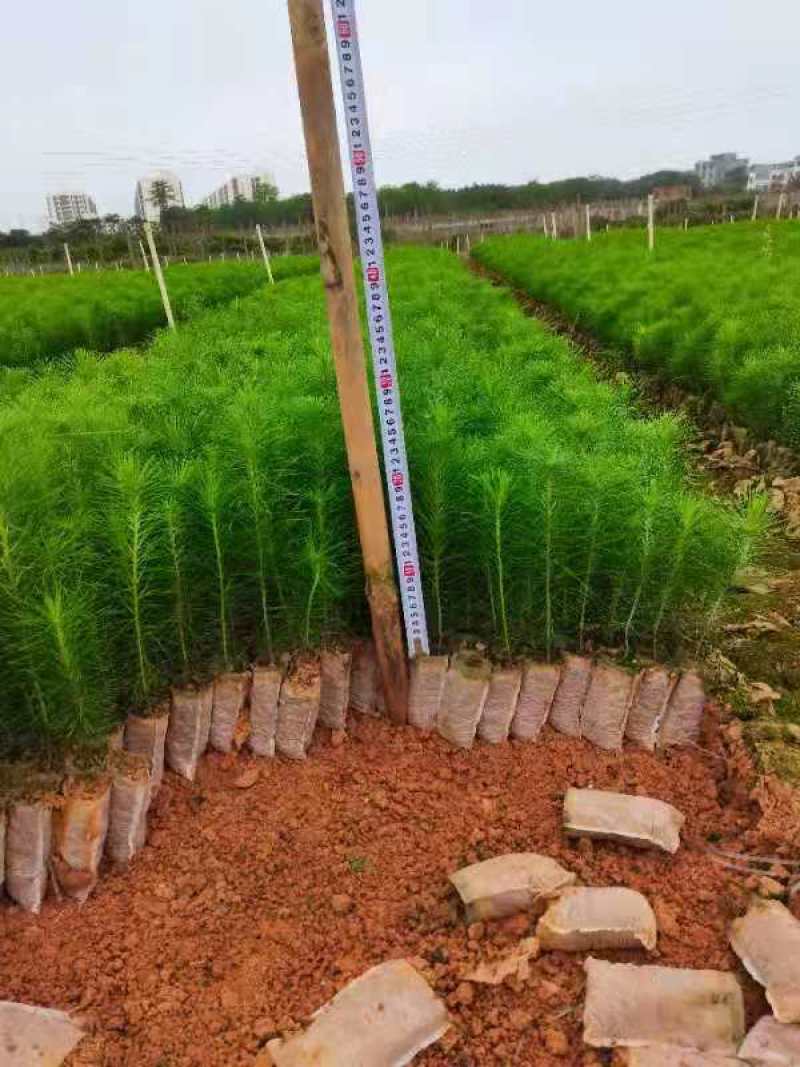 供应马尾松苗，薄膜杯，无纺布杯苗都有，欢迎客户联系下单