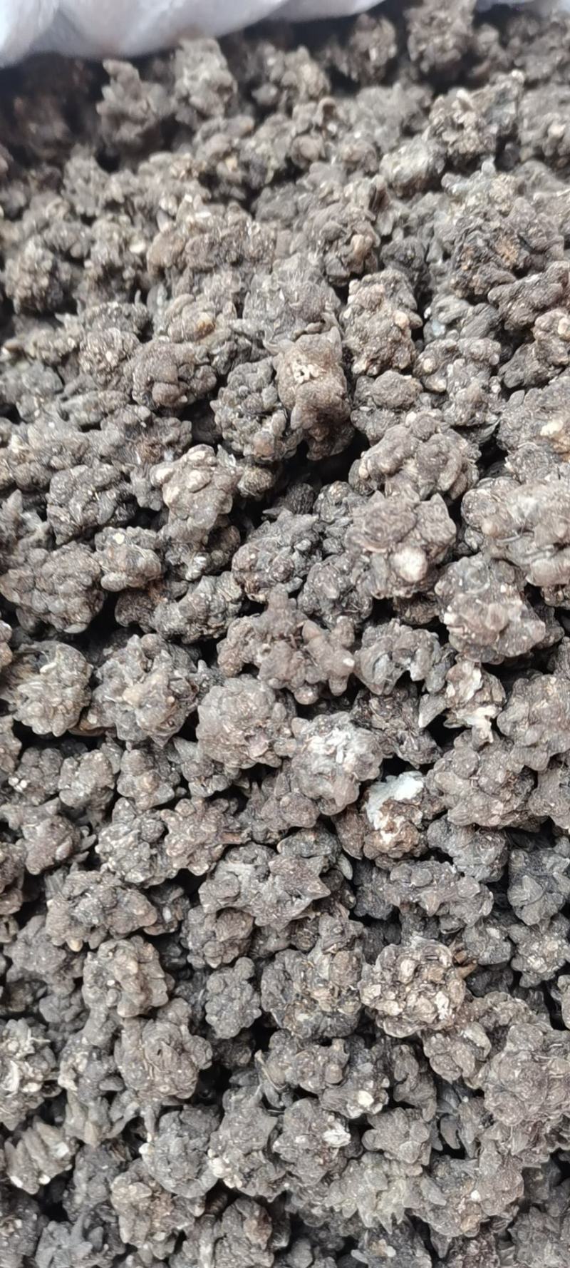 猫爪草各种规格实物拍摄水洗货质量保证