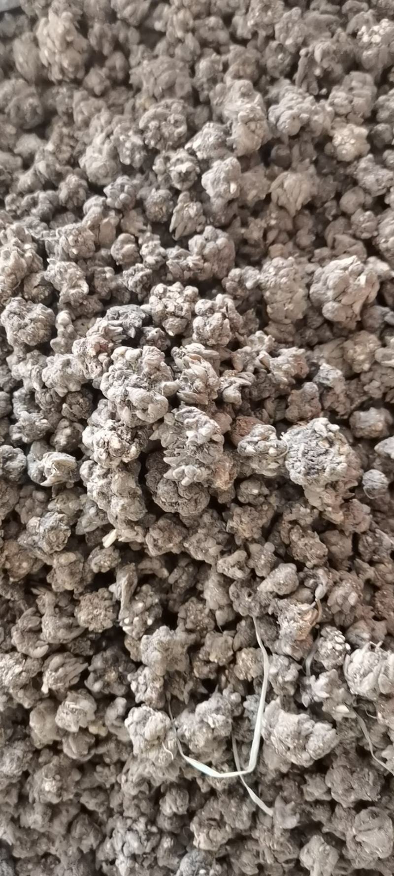 猫爪草各种规格实物拍摄水洗货质量保证
