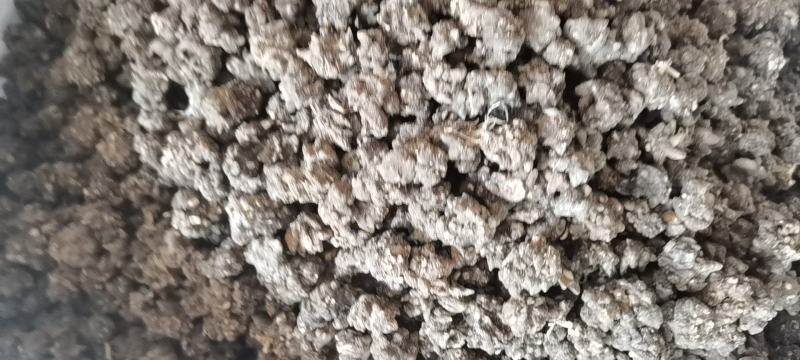 猫爪草各种规格实物拍摄水洗货质量保证