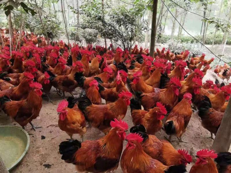 红瑶公红瑶母毛水漂亮鸡群健康山林放养