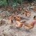 红瑶公红瑶母毛水漂亮鸡群健康山林放养