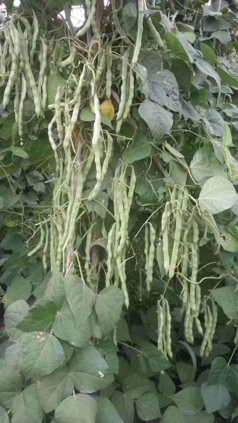 王中王四季豆种子，特高产中早熟，无纤维白绿无筋，亩产万斤