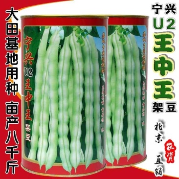 王中王四季豆种子，特高产中早熟，无纤维白绿无筋，亩产万斤