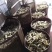 竹蔗花生广东农家土特产竹蔗花生带壳红衣花生