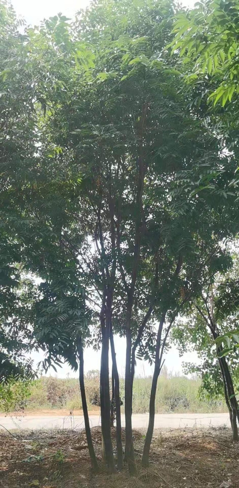 丛生无患子江西无患子供应
