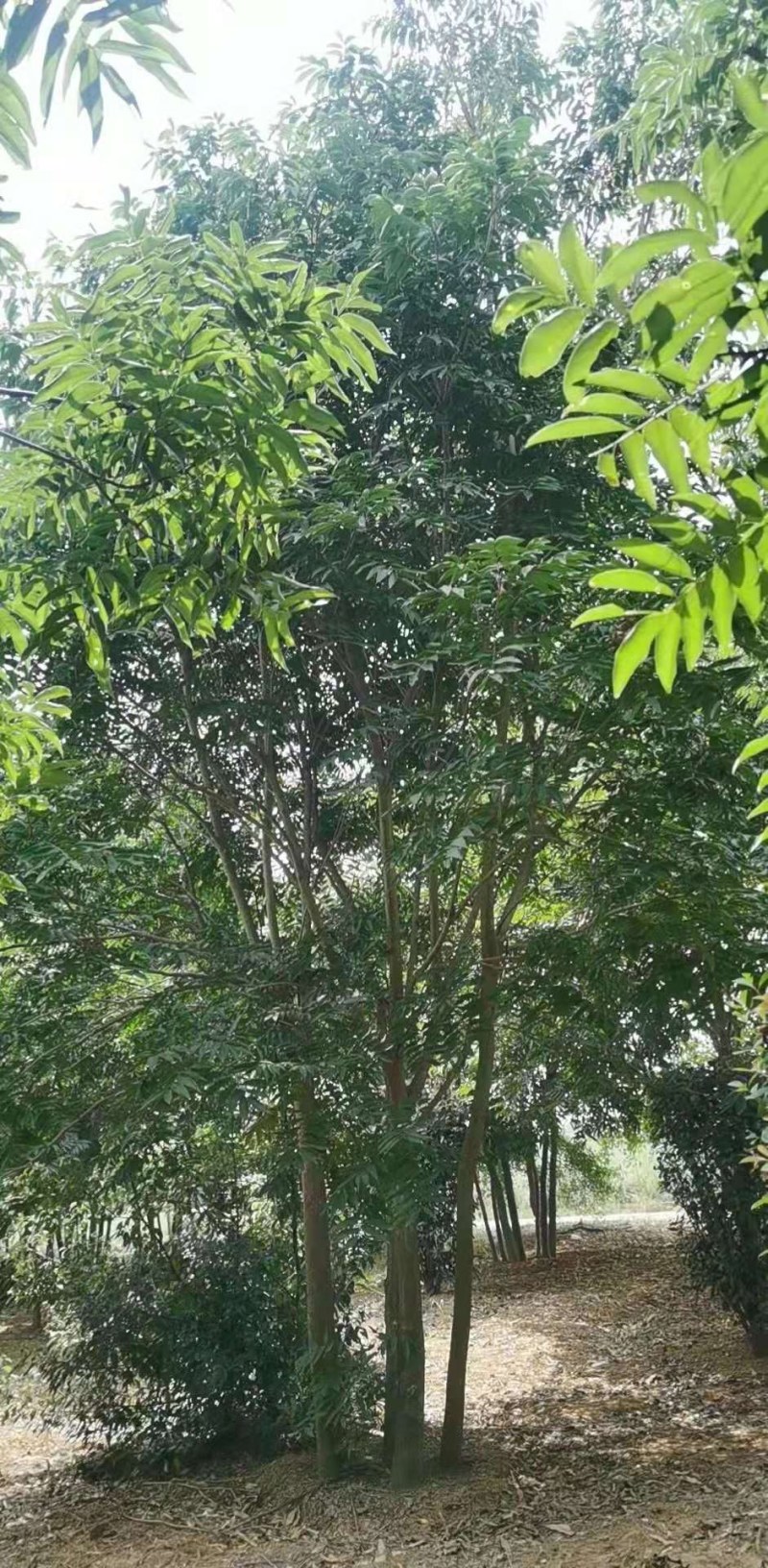 丛生无患子江西无患子供应