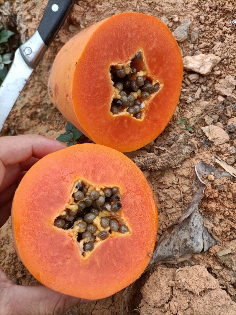 云南红心木瓜