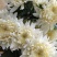 大菊白菊优香