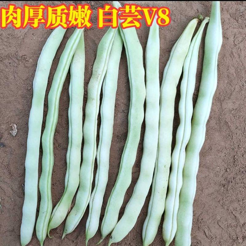 白芸V8四季豆种子，早熟白荚产量超高，无筋，荚长32公分