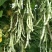 白芸V8四季豆种子，早熟白荚产量超高，无筋，荚长32公分