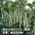白芸V8四季豆种子，早熟白荚产量超高，无筋，荚长32公分