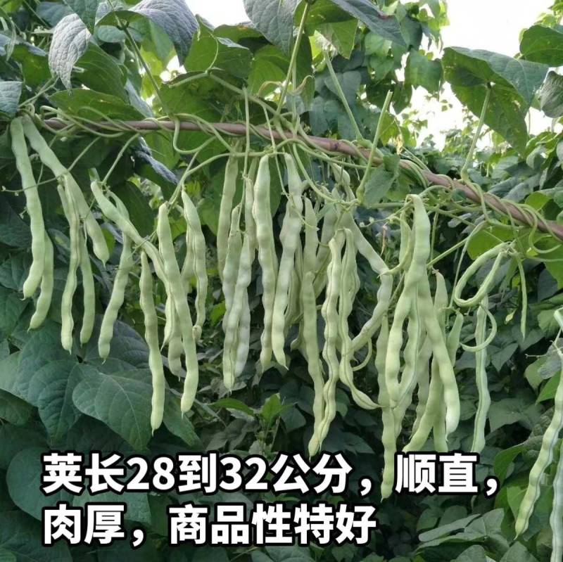 白芸V8四季豆种子，早熟白荚产量超高，无筋，荚长32公分
