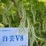 白芸V8四季豆种子，早熟白荚产量超高，无筋，荚长32公分