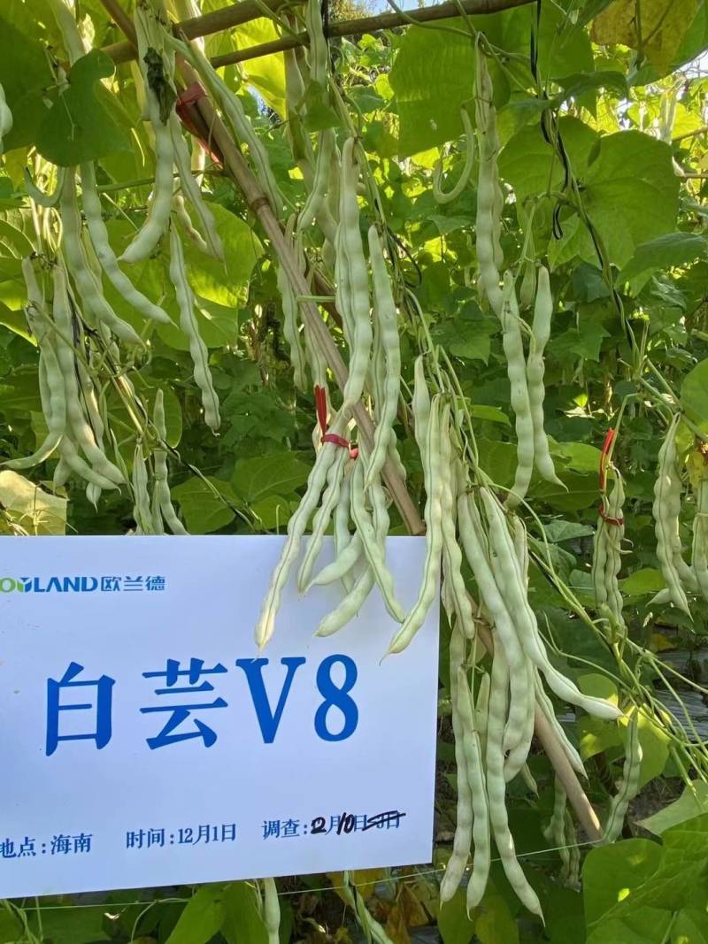 白芸V8四季豆种子，早熟白荚产量超高，无筋，荚长32公分