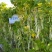 白芸V8四季豆种子，早熟白荚产量超高，无筋，荚长32公分