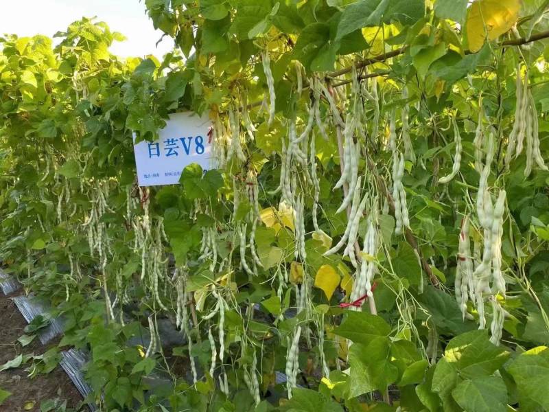 白芸V8四季豆种子，早熟白荚产量超高，无筋，荚长32公分