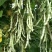 白芸V8四季豆种子，早熟白荚产量超高，无筋，荚长32公分