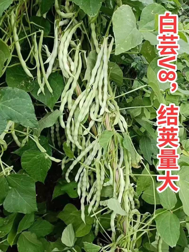 白芸V8四季豆种子，早熟白荚产量超高，无筋，荚长32公分