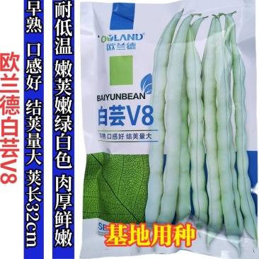白芸V8四季豆种子，早熟白荚产量超高，无筋，荚长32公分