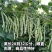白芸V8四季豆种子，早熟白荚产量超高，无筋，荚长32公分