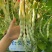 白芸V8四季豆种子，早熟白荚产量超高，无筋，荚长32公分