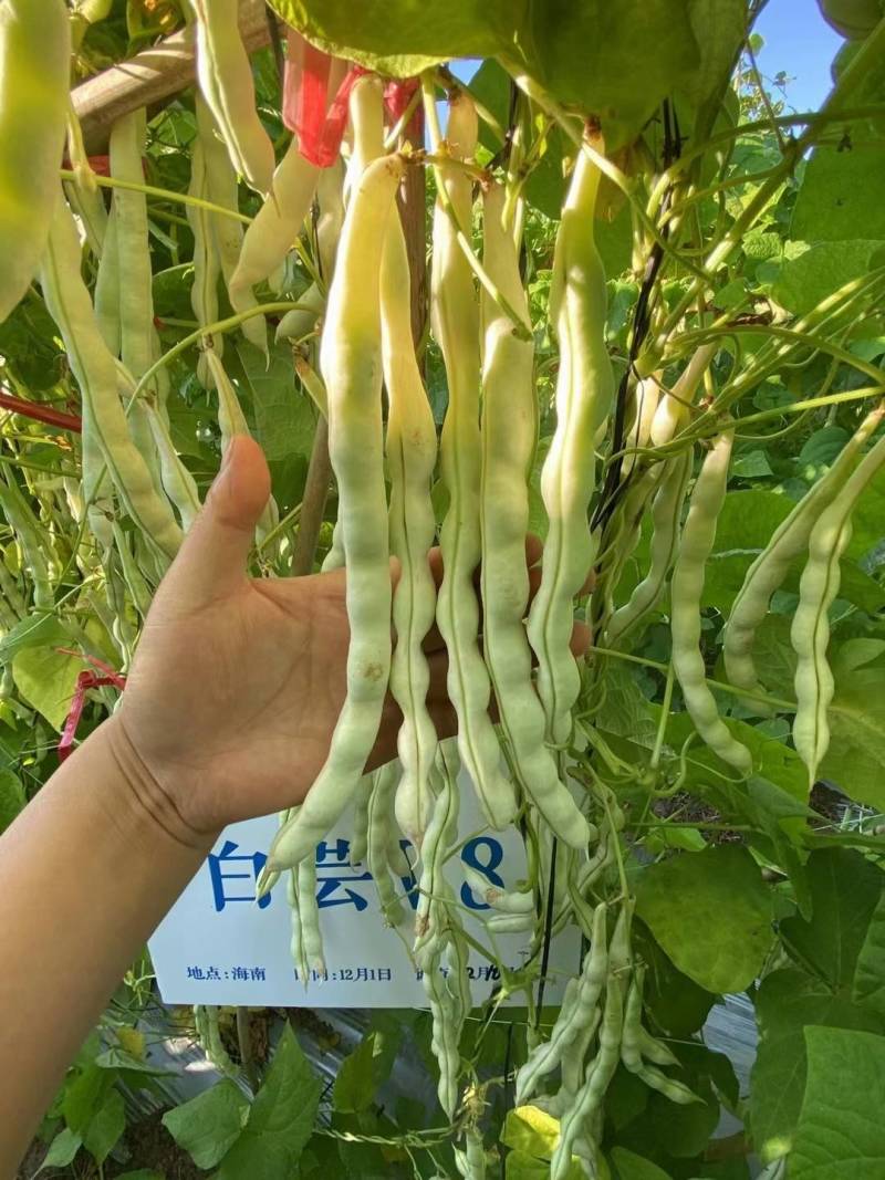 白芸V8四季豆种子，早熟白荚产量超高，无筋，荚长32公分