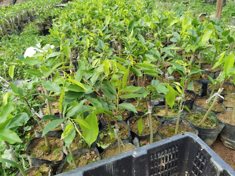 深香奇楠苗，奇楠，靓品种，植物中的钻石，结油靓