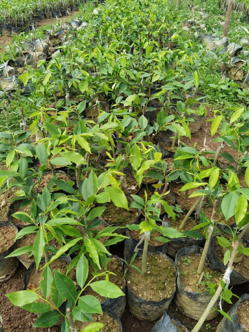 深香奇楠苗，奇楠，靓品种，植物中的钻石，结油靓